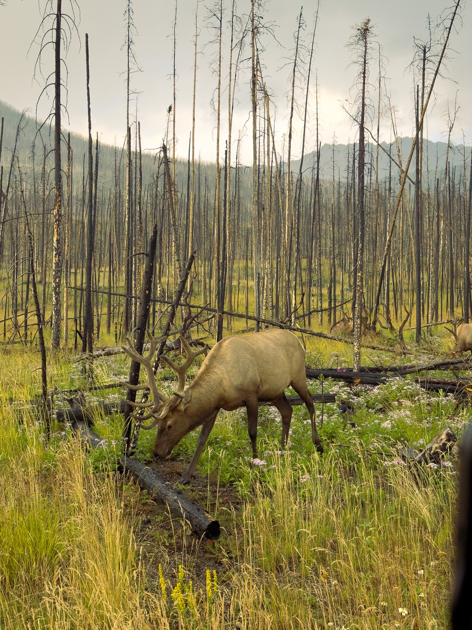 Elk at Jasper National Park